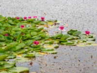 Nymphaea x marliacea Dagshög, Torekov, Båstad, Skåne, Sweden 20180718_0032