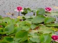 Nymphaea x marliacea Dagshög, Torekov, Båstad, Skåne, Sweden 20180718_0034