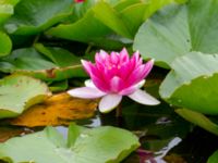 Nymphaea x marliacea Dagshög, Torekov, Båstad, Skåne, Sweden 20180718_0037