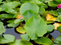 Nymphaea x marliacea Dagshög, Torekov, Båstad, Skåne, Sweden 20180718_0039