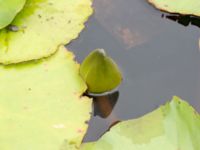 Nymphaea x marliacea Dagshög, Torekov, Båstad, Skåne, Sweden 20180718_0042