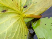 Nymphaea x marliacea Dagshög, Torekov, Båstad, Skåne, Sweden 20180718_0043