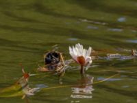 Nymphaea x marliacea Färsksjön, Eriksberg, Karlshamn, Blekinge, Sweden 20180808_0162