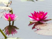 Nymphaea x marliacea et Nymphaea alba Färsksjön, Eriksberg, Karlshamn, Blekinge, Sweden 20180808_0164