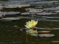 Nymphaea x thiona Färsksjön, Eriksberg, Karlshamn, Blekinge, Sweden 20180808_0155