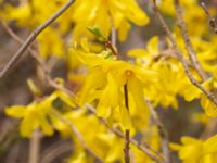 Forsythia × intermedia Stenören, Bunkeflo strandängar, Malmö, Skåne, Sweden 20240409_0121