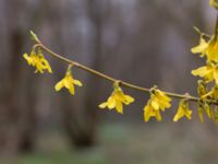 Forsythia x intermedia Alnarpsparken, Lomma, Skåne, Sweden 20140406_0009