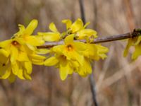 Forsythia x intermedia Grötehög, Malmö, Skåne, Sweden 20190414_0079