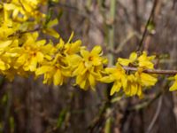 Forsythia x intermedia Grötehög, Malmö, Skåne, Sweden 20190414_0081