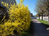 Forsythia x intermedia Norra Friluftsstaden, Malmö, Skåne, Sweden 20150421_0008