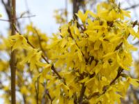 Forsythia x intermedia Scoutstugan, Bunkeflo strandängar, Malmö, Skåne, Sweden 20170413_0132