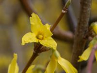 Forsythia x intermedia Scoutstugan, Bunkeflo strandängar, Malmö, Skåne, Sweden 20170413_0134