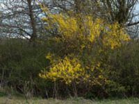 Forsythia x intermedia Sege by, Burlöv, Skåne, Sweden 20170414_0041