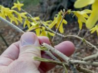 Forsythia suspensa var. fortunei Hammars park, Malmö, Skåne, Sweden 20200409 - 2