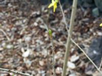 Forsythia suspensa var. fortunei Hammars park, Malmö, Skåne, Sweden 20200409 - 7