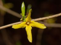 Forsythia suspensa var. fortunei Hammars park, Malmö, Skåne, Sweden 20240412_0018