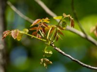 Fraxinus excelsior Ananuri, Mtskheta-Mtianeti, Georgia 20180426_1667