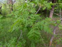 Fraxinus excelsior Patardzeuli, Kakheti, Georgia 20180428_3139