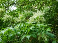 Fraxinus ornus Smålandsdammarna, Lomma, Skåne, Sweden 20160525_0001