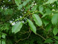 Fraxinus ornus Smålandsdammarna, Lomma, Skåne, Sweden 20160525_0002