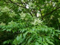 Fraxinus ornus Smålandsdammarna, Lomma, Skåne, Sweden 20160525_0003