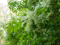 Fraxinus ornus Smålandsdammarna, Lomma, Skåne, Sweden 20160525_0007