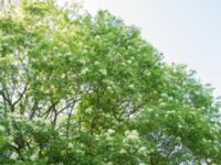 Fraxinus ornus Smålandsdammarna, Lomma, Skåne, Sweden 20160525_0009