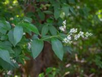 Ligustrum ovalifolium Ådetomterna, Bunkeflo strandängar, Malmö, Skåne, Sweden 20200723_0001