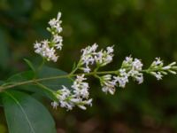 Ligustrum ovalifolium Ådetomterna, Bunkeflo strandängar, Malmö, Skåne, Sweden 20200723_0002