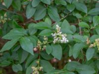 Ligustrum ovalifolium Ådetomterna, Bunkeflo strandängar, Malmö, Skåne, Sweden 20200723_0003