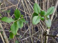 Ligustrum ovalifolium Ödetomterna, Bunkeflo strandängar, Malmö, Skåne, Sweden 20160329_0028