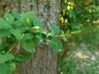 Ligustrum ovalifolium Ödetomterna, Bunkeflo strandängar, Malmö, Skåne, Sweden 20180608_0089