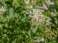 Ligustrum tschonoskii Fridhems begravningsplats, Göteborg, Bohuslän, Sweden 20190717_0035