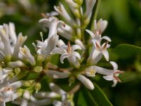 Ligustrum tschonoskii Fridhems begravningsplats, Göteborg, Bohuslän, Sweden 20190717_0038