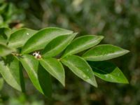 Ligustrum tschonoskii Fridhems begravningsplats, Göteborg, Bohuslän, Sweden 20190717_0039