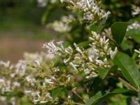 Ligustrum tschonoskii Fridhems begravningsplats, Göteborg, Bohuslän, Sweden 20190717_0041