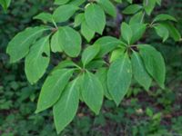 Syringa reflexa Fridhems begravningsplats, Göteborg, Bohuslän, Sweden 20190717_0030