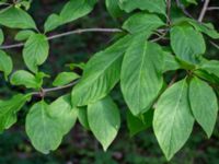 Syringa reflexa Fridhems begravningsplats, Göteborg, Bohuslän, Sweden 20190717_0031