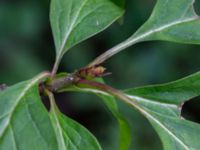 Syringa reflexa Fridhems begravningsplats, Göteborg, Bohuslän, Sweden 20190717_0032