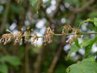 Syringa reflexa Sege by, Burlöv, Malmö, Skåne, Sweden 20230616_0053