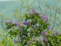 Syringa vulgaris 3.5 km W Gamardjveba, Mtskheta-Mtianeti, Georgia 20180428_0705