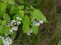 Syringa vulgaris Hamnen, Klagshamns udde, Malmö, Skåne, Sweden 20160521_0021