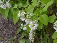 Syringa vulgaris Hamnen, Klagshamns udde, Malmö, Skåne, Sweden 20160521_0024