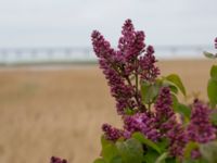 Syringa vulgaris Strandhem, Bunkeflo strandängar, Malmö, Skåne, Sweden 20150516_0041