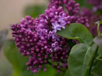 Syringa vulgaris Strandhem, Bunkeflo strandängar, Malmö, Skåne, Sweden 20150516_0042