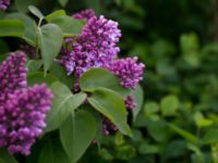 Syringa vulgaris Strandhem, Bunkeflo strandängar, Malmö, Skåne, Sweden 20150516_0044