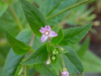 Epilobium adenocaulon Drottningtorget, Malmö, Skåne, Sweden 20240712_0046