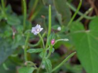 Epilobium adenocaulon Tirups Örtagård, Staffanstorp, Skåne, Sweden 20240805_0044