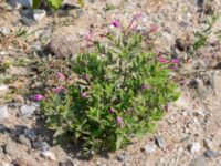 Epilobium hirsutum Oljesjöutfyllnaden, Malmö, Skåne, Sweden 20240731_0255