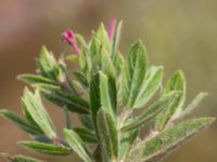 Epilobium hirsutum Oljesjöutfyllnaden, Malmö, Skåne, Sweden 20240731_0258